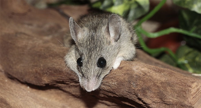 Básnička – Myšák