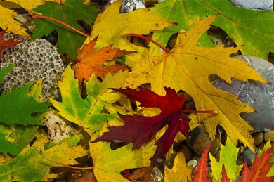 Vyrábíme s Beruškou: Podzimní lucernička