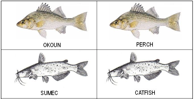 Angličtina pro děti: Ryby