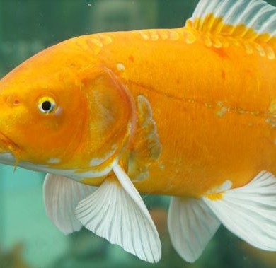 Básnička: Zlaté rybky