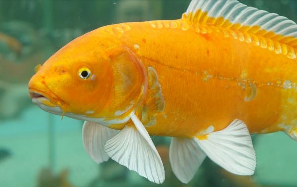 Básnička: Zlaté rybky
